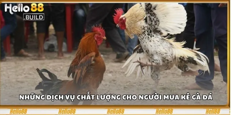 Chợ Tốt Gà Đá – Nơi Tìm Mua Gà Chọi Chất Lượng Tại Hello88 3 Những dịch vụ chất lượng cho người mua kê gà đá