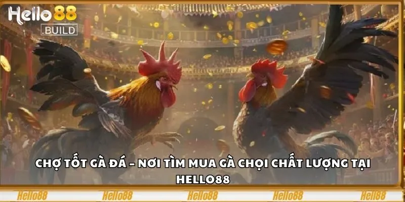 Chợ Tốt Gà Đá – Nơi Tìm Mua Gà Chọi Chất Lượng Tại Hello88 1 Chợ tốt gà đá