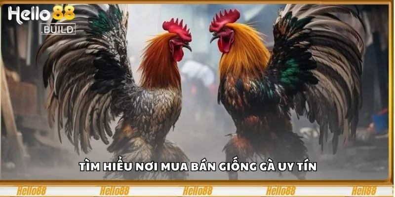 Chợ Tốt Gà Đá – Nơi Tìm Mua Gà Chọi Chất Lượng Tại Hello88 1 Tìm hiểu nơi mua bán giống gà uy tín