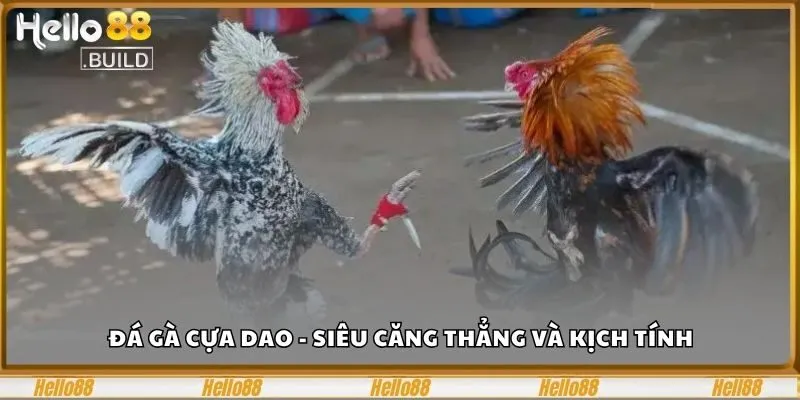 Xem Live Đá Gà Cựa Dao, 1 Cú Đá Triệu Cảm Xúc Bùng Nổ 3 Đá gà cựa dao