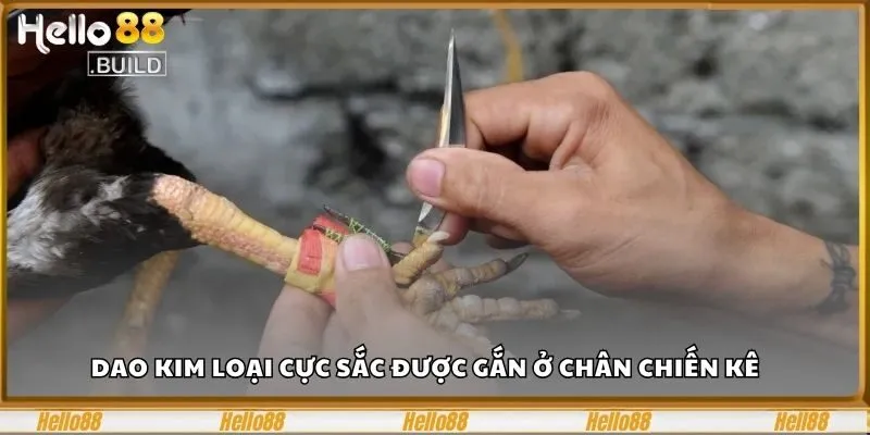 Xem Live Đá Gà Cựa Dao, 1 Cú Đá Triệu Cảm Xúc Bùng Nổ 1 Dao kim loại cực sắc được gắn ở chân chiến kê