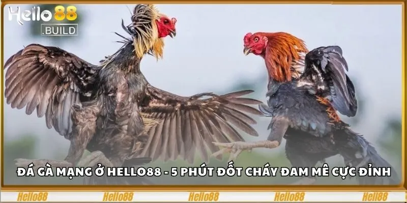 Đá Gà Mạng Ở Hello88 - 5 Phút Đốt Cháy Đam Mê Cực Đỉnh 2 Đá gà mạng