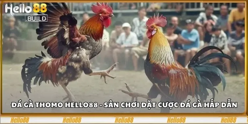 Đá Gà Thomo Hello88 - Sân Chơi Đặt Cược Đá Gà Hấp Dẫn 4 Đá gà Thomo