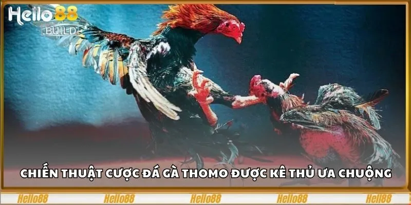 Đá Gà Thomo Hello88 - Sân Chơi Đặt Cược Đá Gà Hấp Dẫn 3 Chiến thuật đặt cược đá gà Thomo được chuyên gia ưa chuộng