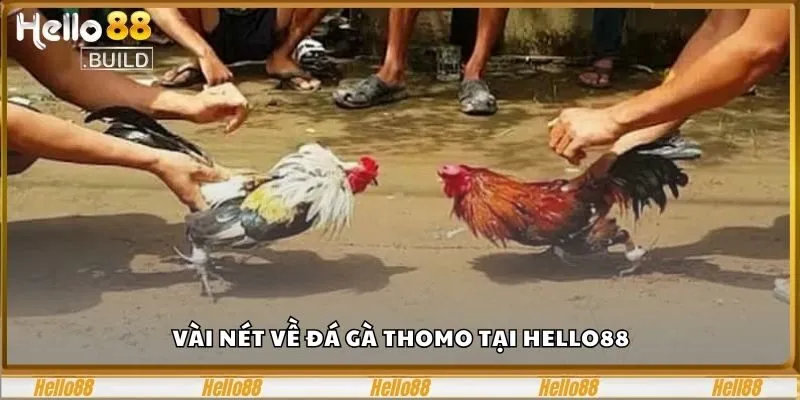 Đá Gà Thomo Hello88 - Sân Chơi Đặt Cược Đá Gà Hấp Dẫn 1 Vài nét về đá gà Thomo tại Hello88