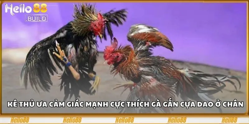 Xem Live Đá Gà Cựa Dao, 1 Cú Đá Triệu Cảm Xúc Bùng Nổ 2 Kê thủ ưa cảm giác mạnh cực thích gà gắn cựa dao ở chân