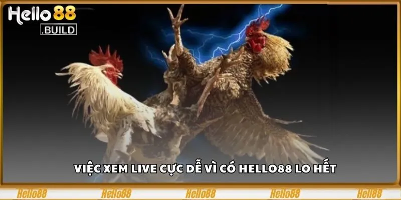 Xem Live Đá Gà Cựa Dao, 1 Cú Đá Triệu Cảm Xúc Bùng Nổ 3 Việc xem live cực dễ vì có Hello88 lo hết